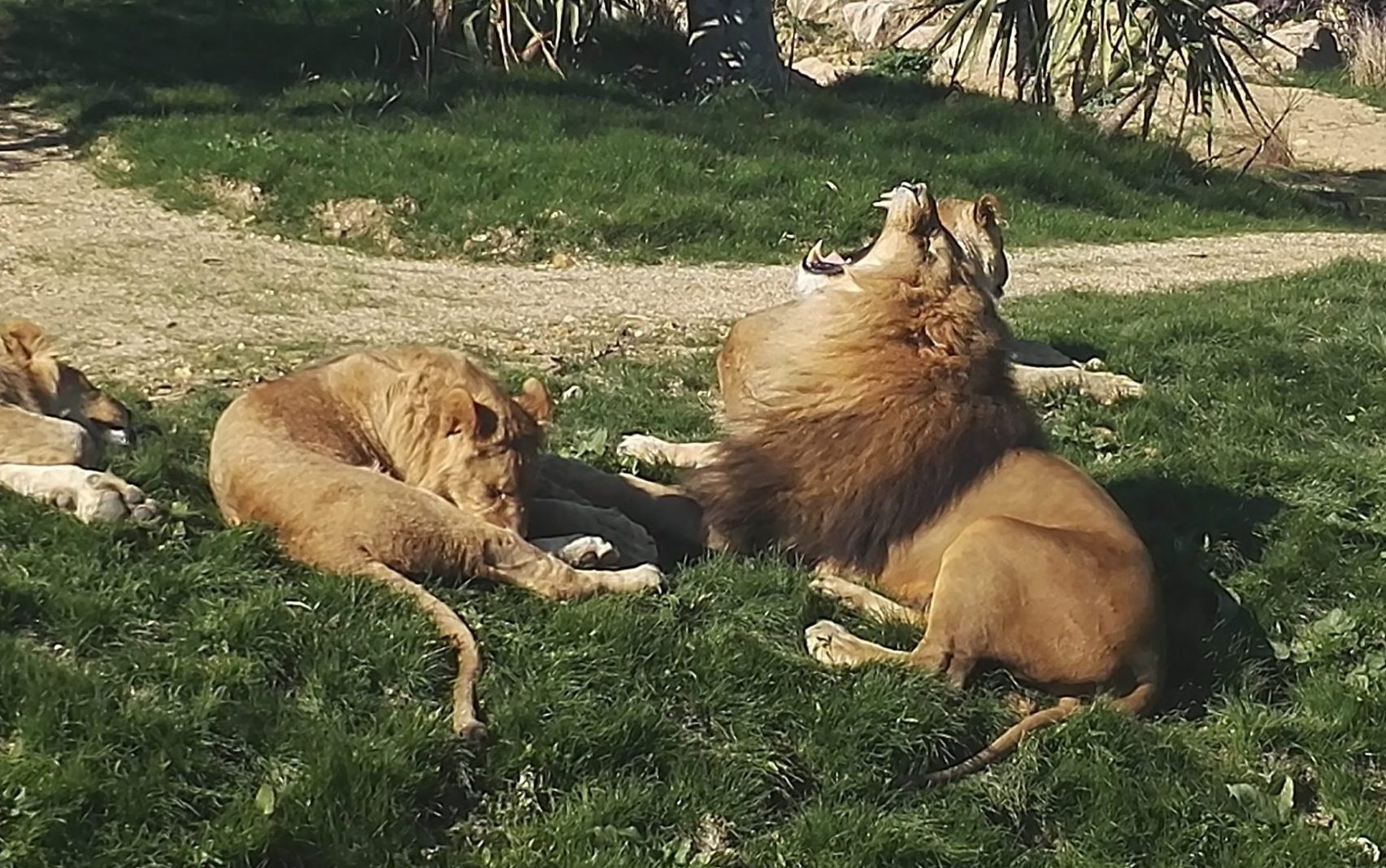 Parcs à Thèmes Zoo de Beauval